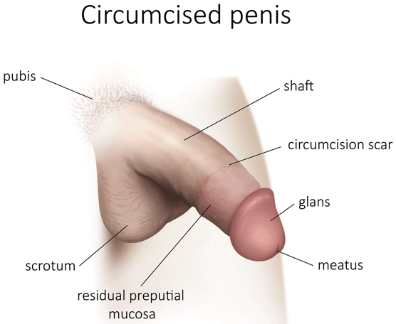Circumcised penis